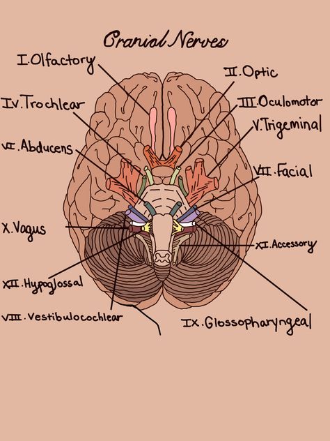 Cranial Nerves Diagram, Anatomy Drawing Medical Art Brain, Cranial Nerves Drawing, Nerves Drawing, Neuroanatomy Notes, Speech Pathology Aesthetic, Anatomy Drawing Medical Art, Slp Anatomy, Speech Anatomy