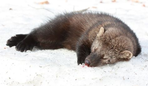 Cat In The Snow, Fisher Animal, Fisher Cat, Reptiles And Amphibians, Star Sky, Clueless, Black Bear, Amphibians, Ferret