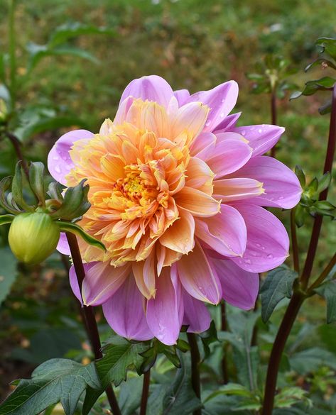 Anemone Dahlia, Dahlia Flower Garden, Dahlia Tubers, Unique Color Combinations, Dahlia Flower, Purple And Yellow, Floral Display, Unique Flowers, Lavender Purple