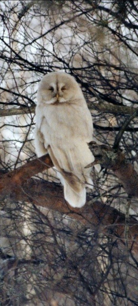 "Has anyone checked Wilfred Brimleys pulse lately? He may have come back as an Albino great gray owl." Great Gray Owl, Owl Species, Nocturnal Birds, Grey Owl, Burrowing Owl, Albino Animals, Great Grey Owl, Gray Owl, Owl Pictures