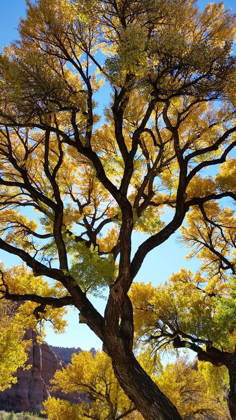 Bettina sees her first Cottonwood tree on a trip to Utah :) She is awestruck Trees Reference, Town Scape, Cottonwood Tree, Sacred Earth, Fall Harvest, Permaculture, Tree Painting, Nebraska, Trees To Plant