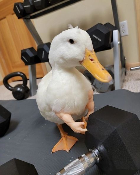 Buff Duck, Duck Pictures, Pet Ducks, Cute Ducklings, Quack Quack, Funny Duck, Goofy Pictures, A Duck, In The Gym