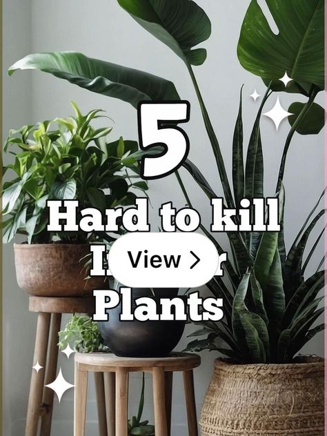 Low maintenance indoor plants🌱✨ | Gallery posted by Paige 🤎🕊️🧸🪞 | Lemon8 Low Maintenance House Plants, African Milk Tree, Low Maintenance Indoor Plants, Snake Plants, Savory Foods, Chinese Evergreen, Indoor Jungle, Plant Aesthetic, Monstera Plant