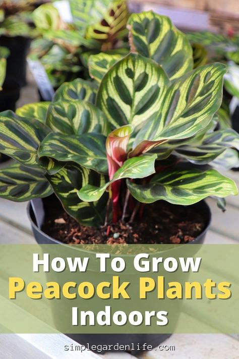 Peacock Plant Indoor, Peacock Plant Care, Peacock Calathea, Florida Patio, Evergreen Perennials, Calathea Makoyana, Patio Gardening, Office Redo, Poinsettia Care