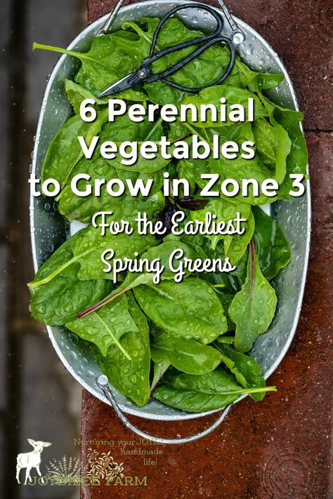 Minnesota Gardening, Montana Garden, Sorrel Plant, Homesteading Inspiration, Edible Forest, Gardening Basics, Food Forests, Deer Garden, Farm Diy