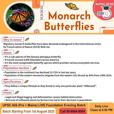 Butterfly Species, Monarch Butterflies, Monarch Butterfly, Butterflies