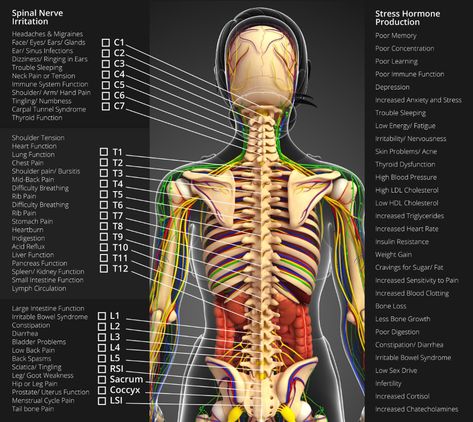 Nervous System Chart | Chiropractors Ogden Utah Nerves In Back, Nervous System Anatomy, Rib Pain, Peripheral Nervous System, Shoulder Tension, Spinal Nerve, Peripheral Nerve, Ogden Utah, Cranial Nerves