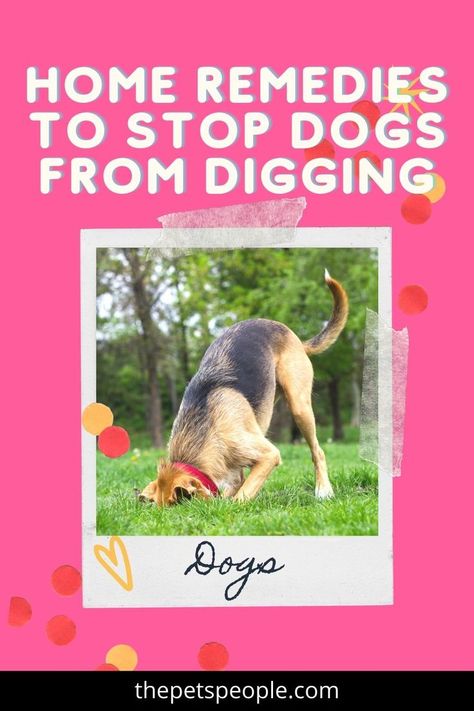 Home Remedies to Stop Dogs from Digging How To Stop Dogs From Digging, Dog Digging Holes Stop, Dog Hacks Diy, Dogs Digging Holes, Stop Dogs From Digging, Dog Digging, Digging Dogs, Pet Things, Digging Holes