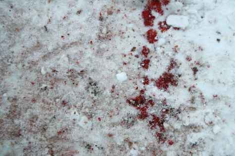 blood in the snow Blood Snow Aesthetique, Blood In The Snow, Blood In Snow, Blood On Snow, Shino Aburame, Red Snow, All The Bright Places, The Fallen Angel, Dragon Age Origins