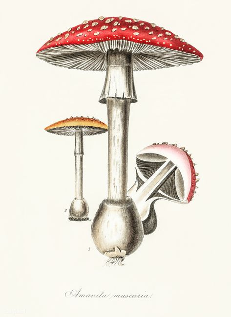 Amanita muscaria illustration from Medical Botany (1836) by John Stephenson and James Morss Churchill. | free image by rawpixel.com Vintage Mushroom Art, Fungi Illustration, Mushroom Vintage, Amanita Muscaria, Free Illustration Images, Urban Street Art, Vintage Mushroom, Bold Art, Antique Illustration