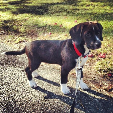 Beagador  ahhhhhh i wanntt himmmmmm Beagador Puppy, Types Of Beagles, Black Beagle, Black Puppies, Dog Goals, Beagle Mix Puppies, Lab Mix Puppies, Black Puppy, Hybrid Dogs