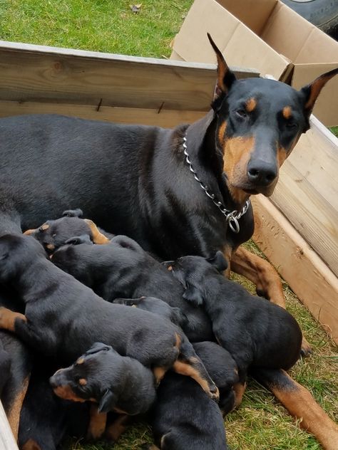 AKC Doberman pups blac and rust Doberman Puppy Black, Doberman Pinscher Puppies, American Doberman, Doberman Puppies For Sale, Doberman Puppies, Pitbull Puppies For Sale, Doberman Pinscher Puppy, Puppies Near Me, Dachshund Puppies For Sale