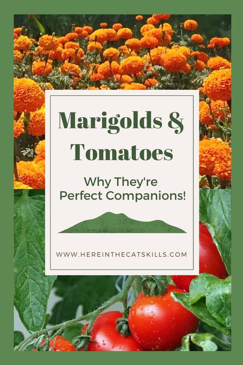 Curious why you should plant marigolds with tomatoes? Marigolds are at the top of nearly every list of tomato companion plants. Planting marigolds with tomatoes offers many benefits, especially for your tomatoes. Growing marigolds with tomatoes is easy, too! Find out why marigolds and tomatoes make the perfect companion planting pair. Marigolds With Tomatoes, Companion Plants For Cucumbers, Gardening Notebook, Tomato Benefits, Tomato Companion Plants, Cucumbers And Tomatoes, Tomato Hornworm, Companion Planting Guide, Tomatoes Growing