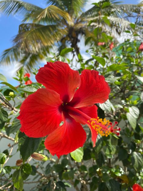 #red #hibiscus #flowers #photography Mythical Places, Hibiscus Plant, Red Hibiscus, Lovely Flowers Wallpaper, Nothing But Flowers, Flower Therapy, Beautiful Bouquet Of Flowers, Beautiful Flowers Pictures, Tropical Vibes