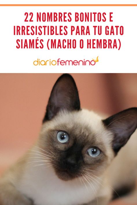 Apodos especiales para tu gato siamés 🐱  #gatos #cats #nombresparagatos #nombresdegatos #felinos #DiarioFemenino Cat Care Tips, Kitten Care, Cat Care, Siamese Cats, Life Is Beautiful, Animals Beautiful, Animals And Pets, Cats And Kittens, Abc