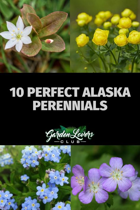 There are a lot of plants that won’t grow in the cold climate of Alaska, but there are also plenty of great plants that will. Growing perennials in Alaska requires cold-hardy plants that look great and add to your landscaping. Here are 10 perennials that are a nice addition to any Alaskan garden. Gardening In Alaska, Cold Hardy Perennials, Alaska Landscaping, Alaskan Gardening, Alaskan Garden, Alaskan Living, Alaskan Wildflowers, Alaskan Flowers, Alaska Gardening