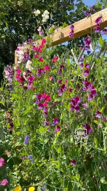 Kate Marshall on Instagram: "How to grow a sweetpea wall 🌱 🌸 It’s that exciting time of year again and I’ve planted out my sweetpea starts to grow up my DIY sweetpea wall. I designed my potager garden around this sweetpea trellis and this is my third year growing sweetpeas. Here’s how I grow them; Seeds sown indoors in Feb and slowly acclimatised to outdoors by April. These plants can withstand light frost (this is the latest I’ve put them out here in zone 9 canada). They been topped and have started to branch which means more stems and flowers. They’ve been planted in a trench with a cup of @gaiagreenorganics 4-4-4 all purpose fertiliser as well as Rock Dust (something new I’m trying this year). Watered in and protected from inquisitive pests with a wire mesh. I’ll remove it in Sweetpea Trellis, Sweetpea Teepee, Wildflower Garden Bed, Sweet Pea Trellis, Corner Trellis, Pea Trellis, Garden Wild, Flower Trellis, Trellis Ideas