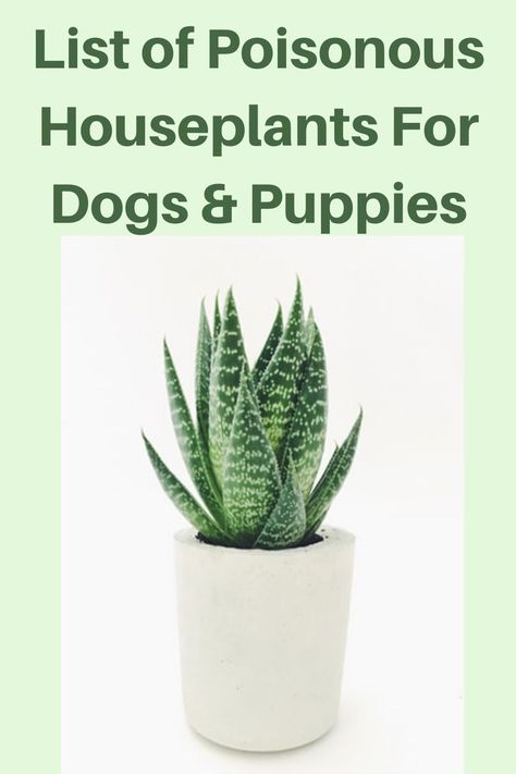 Get the list of common houseplants that are toxic and poisonous for your pet dogs and puppies. #houseplants #dogs #plants Poison Plants For Dogs, Indoor Plants Non Toxic To Dogs, Poisonous Plants For Dogs, Plants That Are Toxic To Dogs, Dog Safe House Plants, Toxic Plants For Dogs, Toxic Flowers, Plants Poisonous To Dogs, Plants Toxic To Dogs