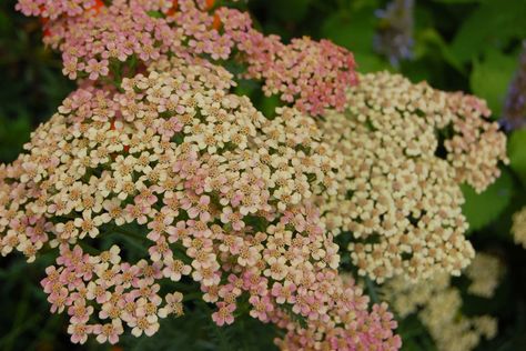 Pastel  Achellia August Flowers, July Flowers, Education Center, Seasonal Flowers, October Wedding, Botanical Gardens, Ash, Pastel, Education