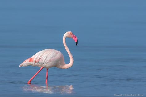 Greater Flamingo (Phoenicopterus roseus) - Modhva Beach Gujarat India [2048x1365] [OC]#WILDLIFE #PHOTOGRAPHY #COLORS OF NATURE #ADORABLE #UNBELIEVABLE #STUNNED Greater Flamingo Photography, Flamingo Photography, Greater Flamingo, Flamingo Pictures, Colors Of Nature, Most Beautiful Birds, List Of Animals, Shorebirds, Circle Of Life