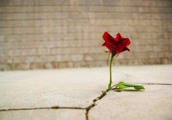 Flower In Concrete, Rose Growing From Concrete, High Value Woman Quotes, Rose Growing, Flower Poem, Concrete Rose, Unique Half Sleeve Tattoos, Spanish Harlem, Self Love Quote