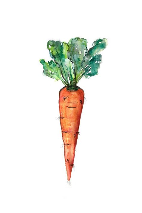 Watercolor illustration of a carrot Carrots Drawing, Carrot Sketch, Carrot Painting, Carrot Watercolor, King Of Hearts Tattoo, Carrot Illustration, Vegetables Watercolor, Carrot Drawing, Peter Rabbit Illustration