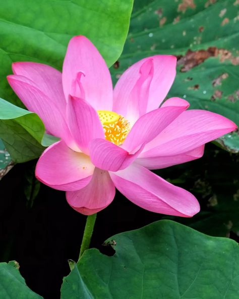 abel on Instagram: “There is a kind of food in Taiwan, the name is stinky tofu, it is fried tofu, but it tastes like feces and is very stinky, but people who…” Stinky Tofu, Pocket Flowers, Floral Rainbow, Fried Tofu, Lotus Flower, Taiwan, Rainbow, Plants, Water