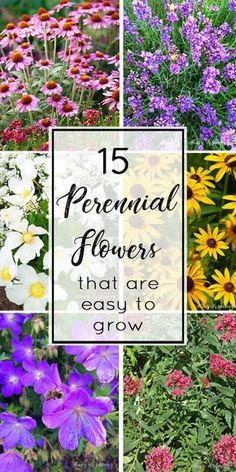 Landscaping Perennials, Zone 4 Perennials, Tall Perennials, Shade Flowers Perennial, Bee Balm Plant, Perennials Flowers, Perennial Garden Design, Blooming Perennials, Perennial Garden Plans