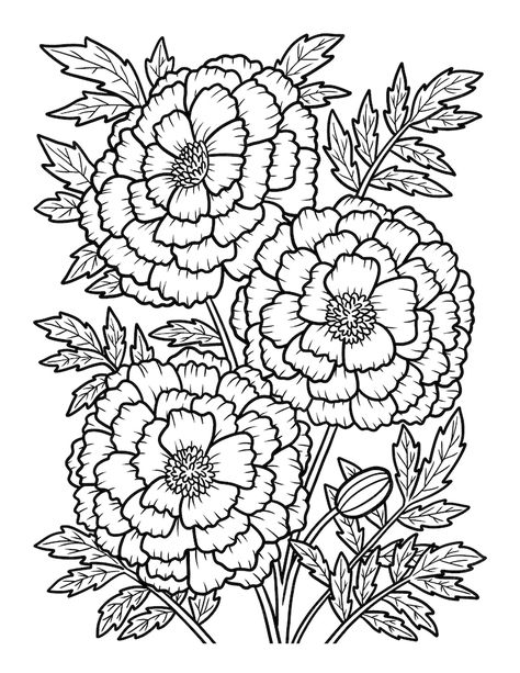 Premium Vector | Marigold flower coloring page for adults Flower Colouring In Pages, Marigold Flower Drawing, Flower Coloring Pages For Adults, Adult Coloring Sheets, Flowers Coloring Pages, Flower Coloring Sheets, Printable Flower Coloring Pages, Geometric Origami, Coloring Page For Adults