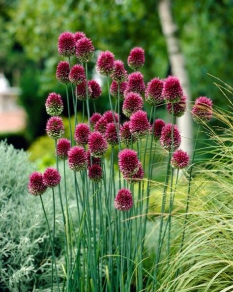 Drumstick Allium Landscape Edging Stone, Perennials Low Maintenance, Allium Sphaerocephalon, Shade Perennials, Have Inspiration, Garden Borders, Fall Plants, Ornamental Grasses, Bulb Flowers