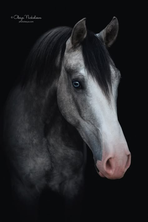 Luxury Horse Barns, Horse Oc, Luxury Horse, Black Bg, Grey Horses, Hobby Horses, Blue Roan, Quarter Horses, Grey Horse