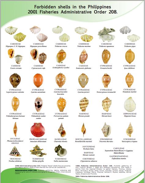 Shells that are protected by Philippine laws. Click photo to enlarge. Seashell Identification, Collecting Seashells, Shell Drawing, Philippines Beaches, Types Of Shells, She Sells Seashells, Snail Shell, Sea Glass Crafts, Seashell Crafts