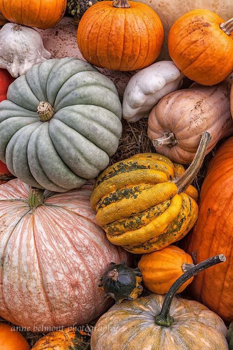 (via Pinterest) Photo by Anne Belmont Pumpkins And Gourds, October Wallpaper, Pumpkin Wallpaper, Fall Mood Board, Zucca Halloween, Fall Background, Fall Feels, Autumn Beauty, Fall Pictures