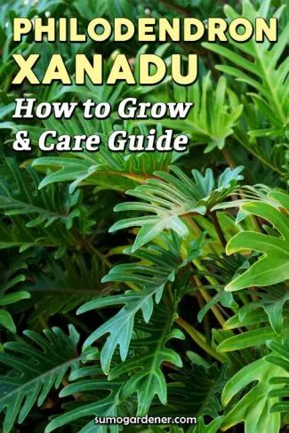 Philodendron Xanadu How to Grow and Care Guide Xanadu Plant, Philodendron Selloum Care, Philodendron Xanadu Care, Philodendron Squamicaule, Philodendron Xanadu Indoor, Philodendron Propagate Water, Philodendron Xanadu, Rainforest Plants, Florida Landscaping