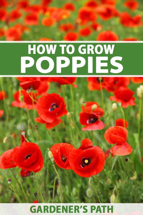 Poppies are incredible stand-outs with an astounding range of sizes, colors, and growing preferences. In fact, the hardest part about growing poppies might just be picking the right one. Gardener’s Path shows you the many species, how to grow them, and some of the best options for your garden. #poppies #gardenerspath Growing Poppies, Herb Growing, Flower Varieties, Unique Garden Art, Poppy Garden, Rustic Backyard, Patio Projects, Rose Seeds, Garden Drawing