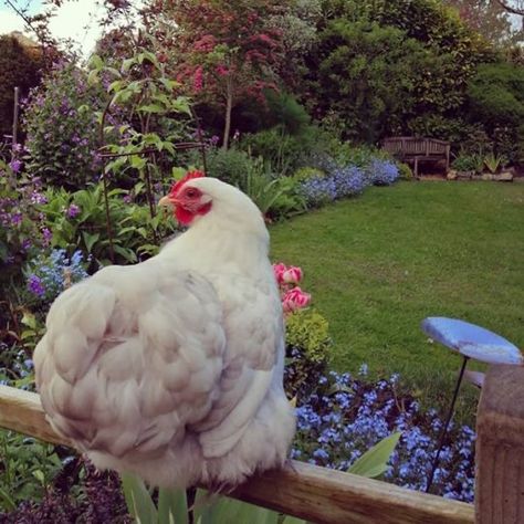 Hen Farm, Urban Chickens, Chicken Life, Adventure Cat, Farm Eggs, Raising Chickens, Cute Animal Photos, Cute Creatures, Chickens Backyard