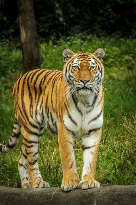 Black White and Yellow Tiger Sitting on a Beige Sand during Daytime · Free Stock Photo Tiger Muay Thai, Wildlife Protection, Big Cat Rescue, Tiger Shroff, Wild Love, Siberian Tiger, Bengal Tiger, Tiger Tattoo, Tiger Woods