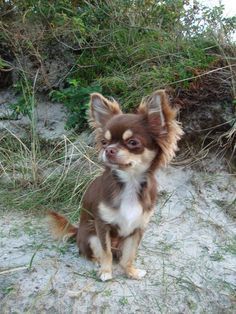 Chiuhauha Puppy, Fluffy Chihuahua, Cute Chihuahuas, Chihuahuas Dogs, Psy Chihuahua, Tattoos Dog, Dog Tattoo Ideas, Teacup Chihuahua Puppies, Wallpaper Dog