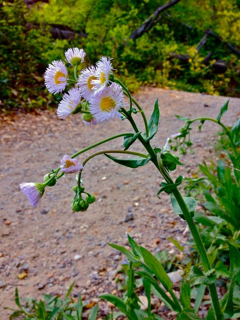 Daisy Fleabane - Erigeron acris | North Carolina Extension Gardener Plant Toolbox Fleabane Daisy, Daisy Fleabane, Bitter, Tool Box, North Carolina, Wild Flowers, Philadelphia, Daisy, Plants