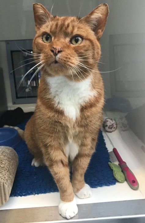 A 16-year-old ginger cat came to the shelter, hoping for a new home to spend his retirement. After over seven months of waiting and a lot of pawing on the glass door, this sweet senior cat finally had his wish come true this holiday season.Meet Kozal! Cats Protection ... Cat Meow Meaning, Cat Language, Cat Seat, Cat Stands, Cat Quotes Funny, Cat Enclosure, Senior Cat, Old Cats, Cat Facts