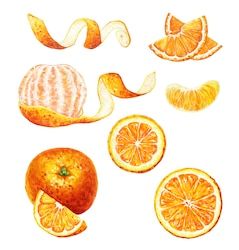 Tattoo Peeling, Watercolor Fruit, Industrial Design Sketch, Drawing Expressions, Orange Fruit, Friend Tattoos, Botanical Drawings, Mandarin Orange, Pretty Tattoos