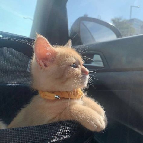 Cat Aesthetic Outside, Orange Cat Aesthetic, Aesthetic Outside, Baby Orange, Tabby Cats, Cute Little Kittens, Orange Tabby Cats, Silly Cats Pictures, Orange Cats