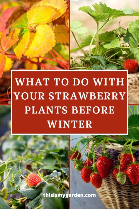 Top left image of yellowing leaves of a strawberry plant in the fall, top right image of a strawberry plant with a ripe berry and green foliage. Bottom left image of a strawberry plant in the ground. Bottom right image of strawberries still on the vine in a wicker basket. From thisismygarden.com. Winterizing Strawberry Plants, Caring For Strawberry Plants, Raised Beds For Strawberries, Preparing Strawberries For Winter, How To Winterize Strawberry Plants, Raspberries In Raised Beds, How To Grow Strawberries In A Raised Bed, How To Care For Strawberry Plants, Growing Strawberries In Raised Beds