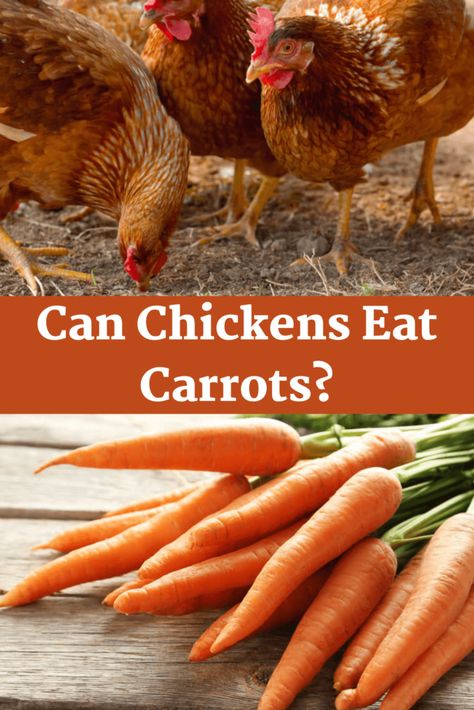 Can Chickens Eat carrots? Backyard Chickens Diy, What To Feed Chickens, Feeding Chickens, Canned Carrots, Chicken Diet, Eating Carrots, Food Wastage, Chicken Snacks, Raw Carrots