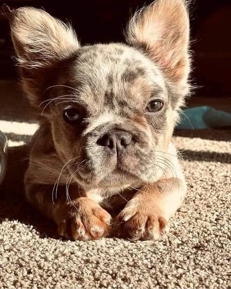 Fluffy Frenchie Puppy, Fluffy Frenchie, Baby Skunks, Cutest Puppy Ever, Cute Small Dogs, Puppy Mom, Dog Mommy, Cute Ferrets, Very Cute Puppies