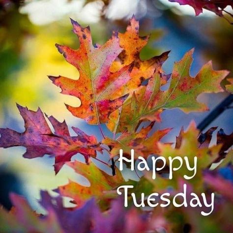 Tuesday Fall Morning, Happy Fall Tuesday, Fall Tuesday Morning, Happy Tuesday Fall, Happy Tuesday Morning, Tuesday Quotes Good Morning, Tuesday Images, Tuesday Greetings, Hello Tuesday