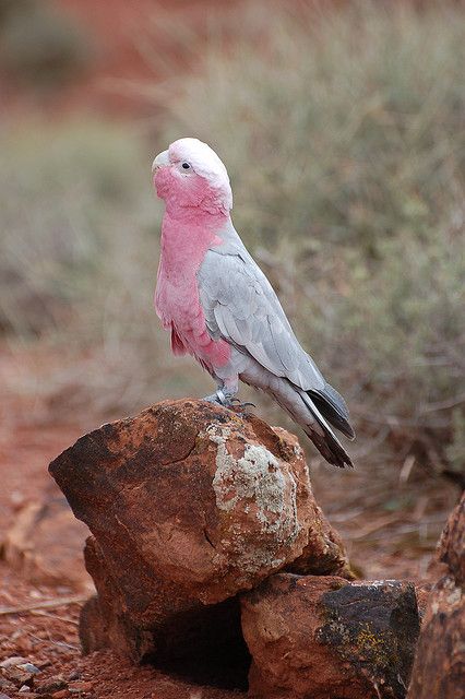 Christchurch Cathedral, Umbrella Cockatoo, Galah Cockatoo, Australian Parrots, Pink Cockatoo, Australian Wildlife, Kinds Of Birds, Australian Birds, Parrot Bird