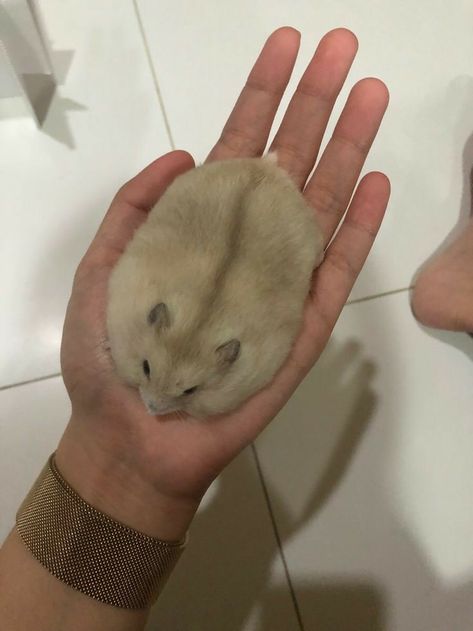 _ - ` 𝚒 𝚕𝚒𝚔𝚎. ´ - _ Flat Hamster, Fat Hamster, Fat Rat, Hamster Pics, Fat Animals, Baby Hamster, Funny Hamsters, Cute Small Animals, Cute Rats