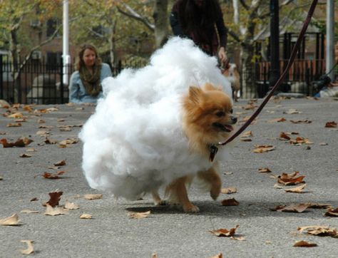 Adorable Dog In Costume Dog Cloud Costume, Pomeranian Halloween Costume, Tornado Costume, Cloud Costume, Hallowen Costume, Dog Fashion, Costume Inspo, Adorable Dogs, Dog Halloween Costumes