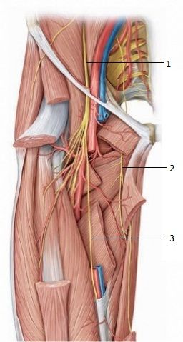 Obturator Nerve - Physiopedia Obturator Nerve, Nerve Anatomy, Fascia Lata, Abdominal Surgery, Lower Extremity, Psoas Muscle, Muscle Tissue, Medical Services, Sciatica